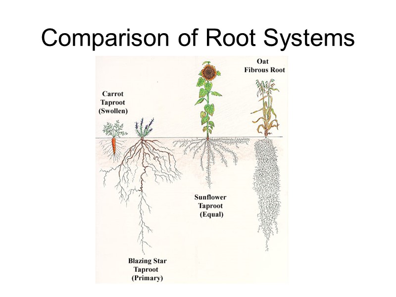 Comparison of Root Systems